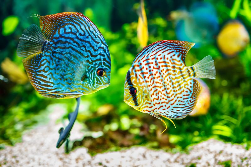Discus Fish