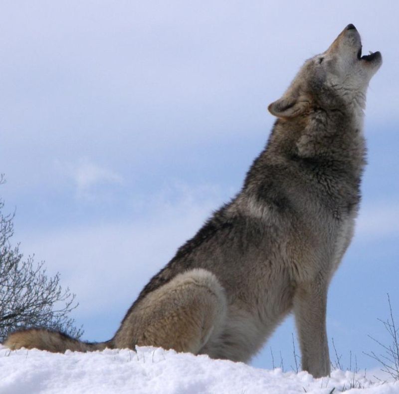 Gray Wolves