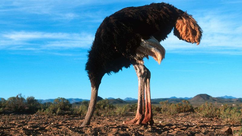 Ostriches Bury Their Heads in Sand