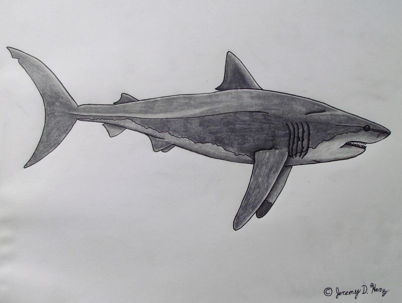 Carcharocles angustidens