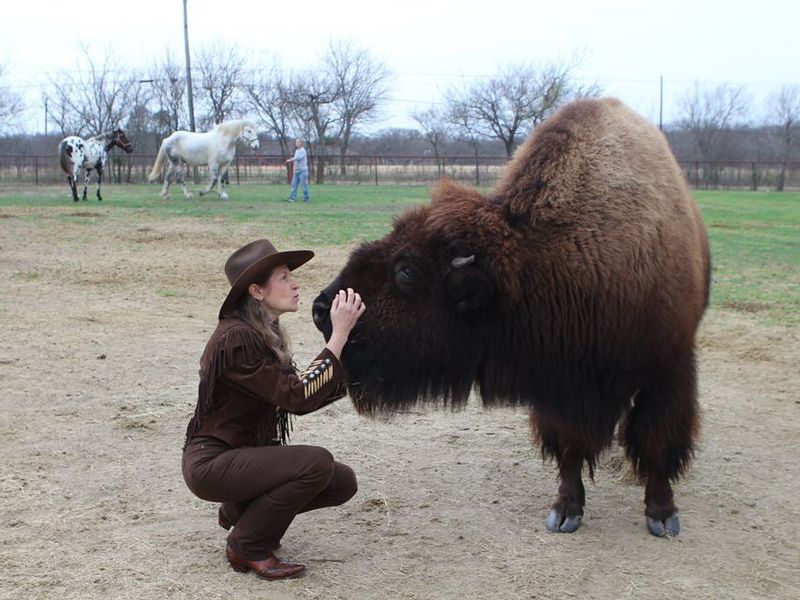 Bison