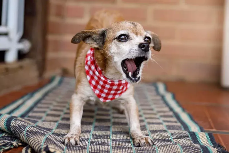 Dog Excessive Barking