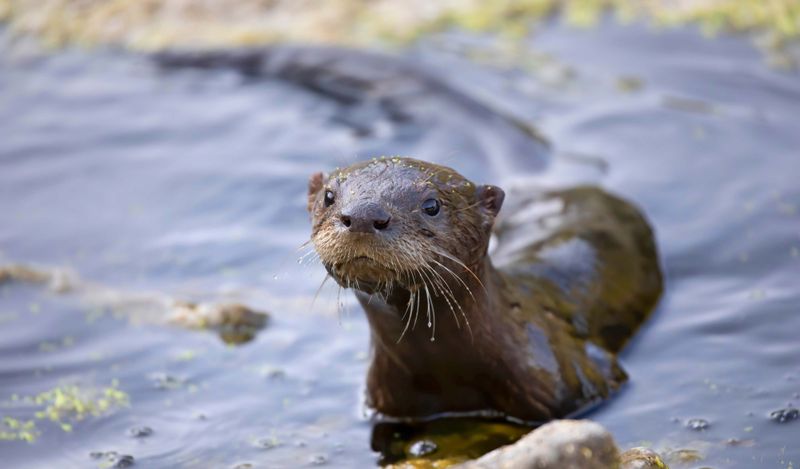 Otter