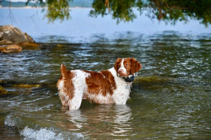 Brittany Spaniel
