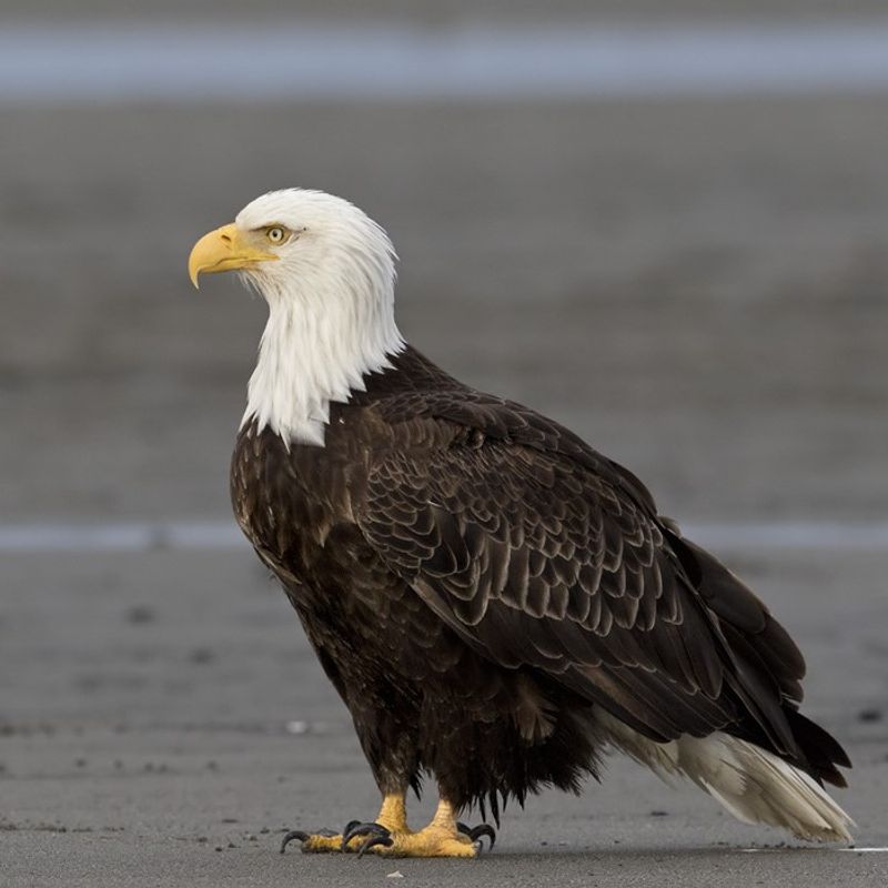 Bald and Golden Eagles