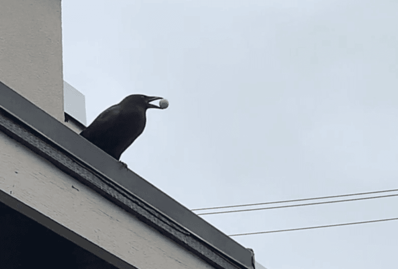 Crows