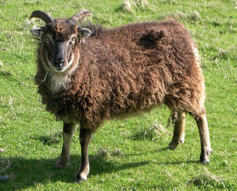 Soay Sheep