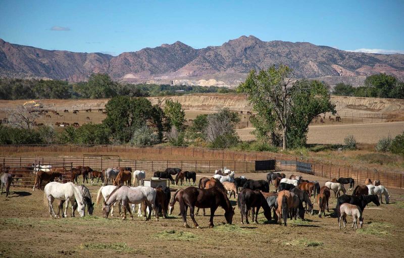 Sand Wash Basin Mustangs