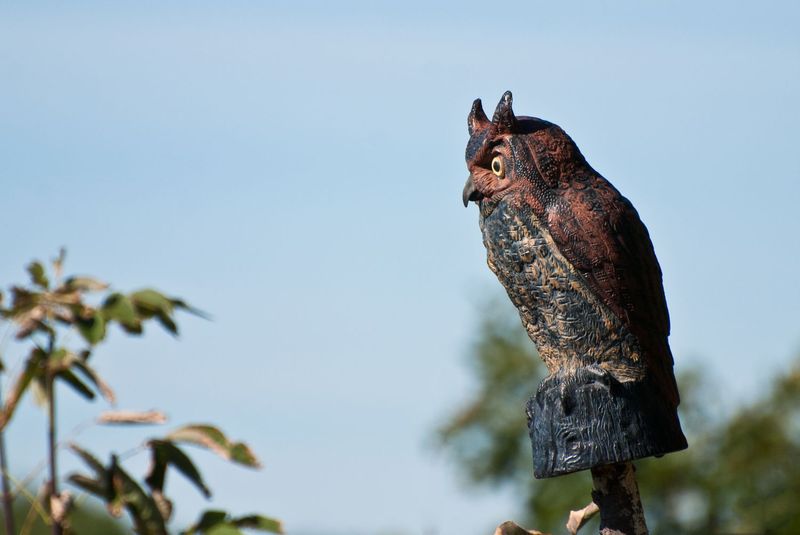 Avoid Plastic Owls and Snakes