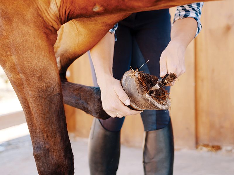 Neglecting Hoof Care