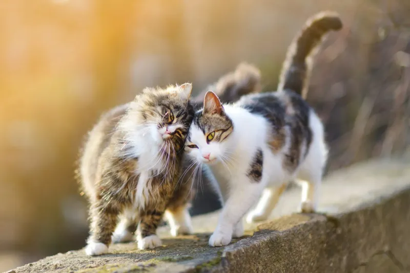 Ignoring Multi-Cat Dynamics