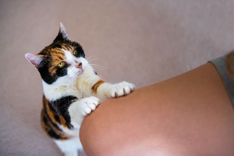 Ignoring the Cat's Subtle Communication