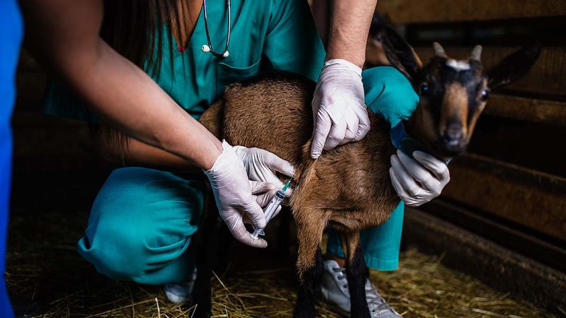 Insufficient Veterinary Care