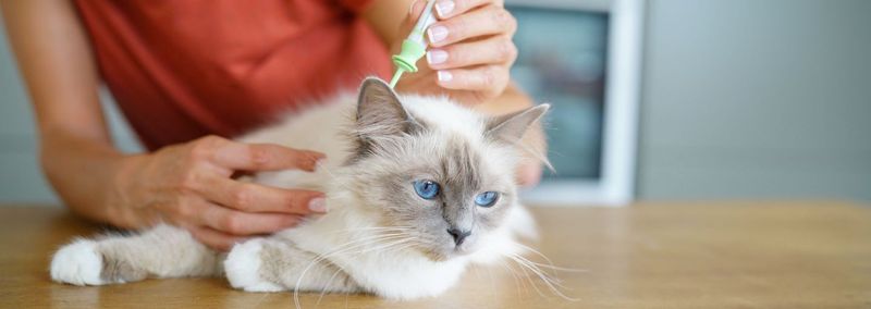 Ignoring Flea and Tick Prevention