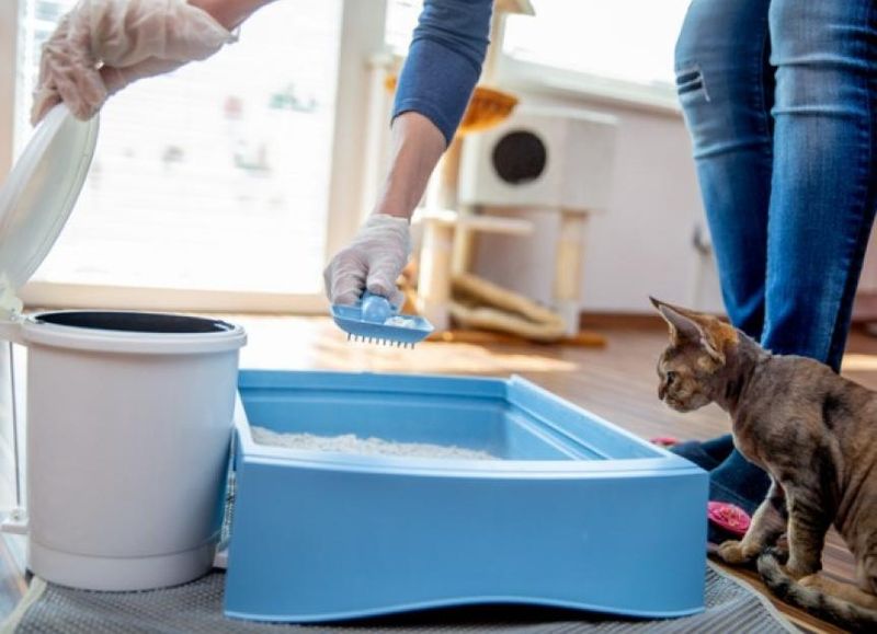 Ignoring Litter Box Hygiene