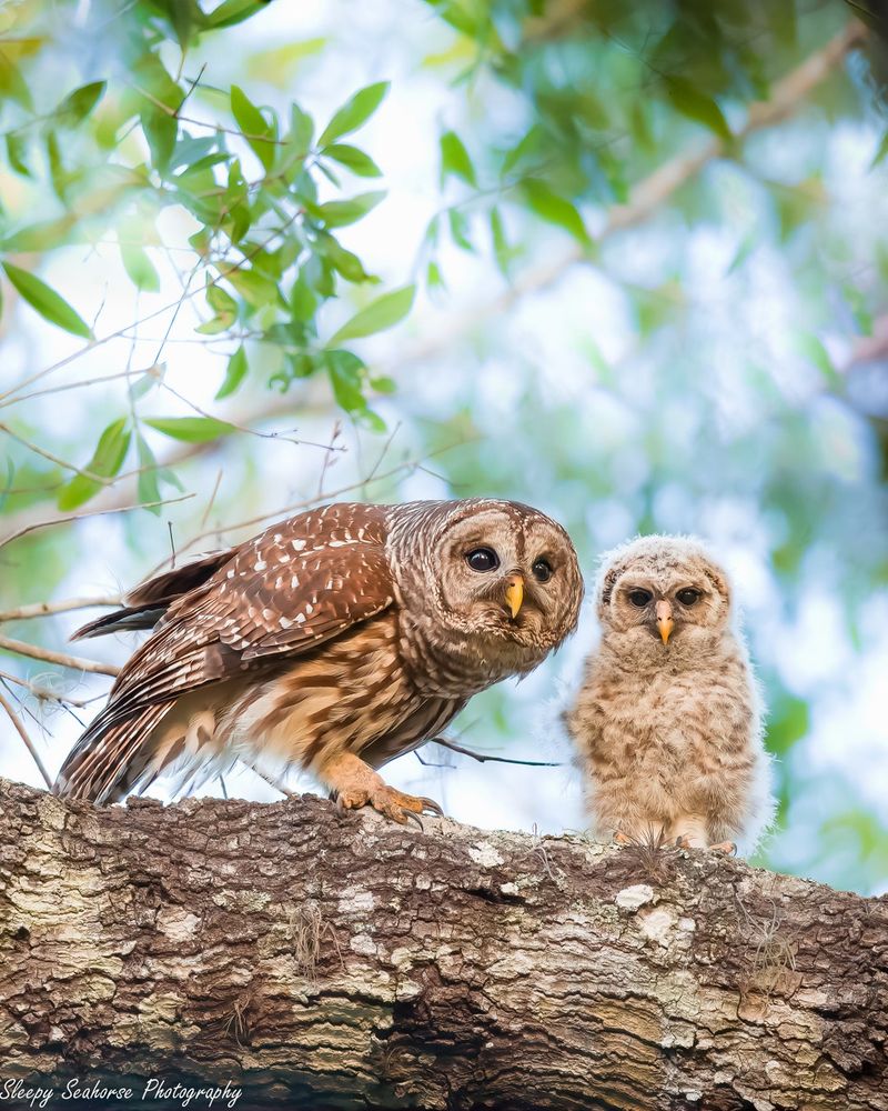 Owl