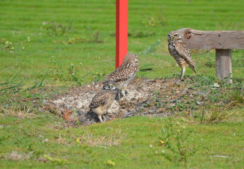 Owl's Daytime Adventure