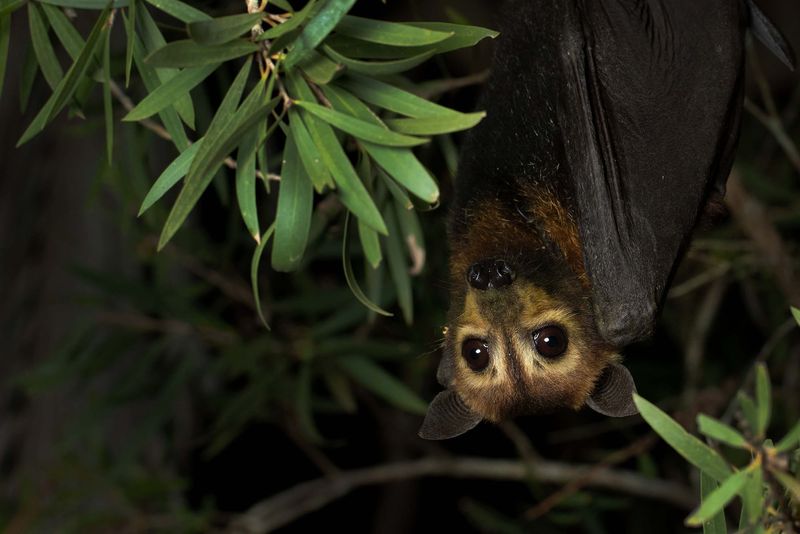 Bat