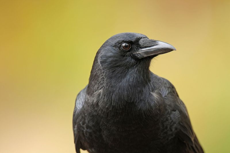 Crow