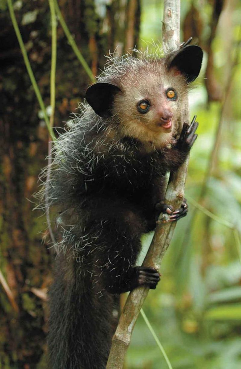 Aye-Aye