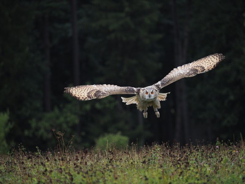 Owl Silent Flight