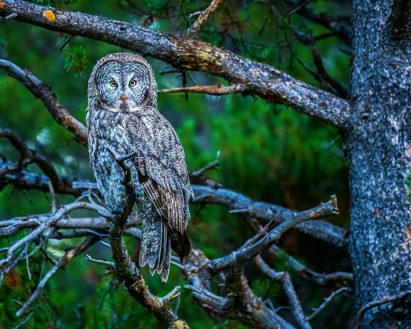 Owl