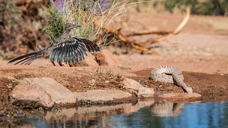Roadrunner