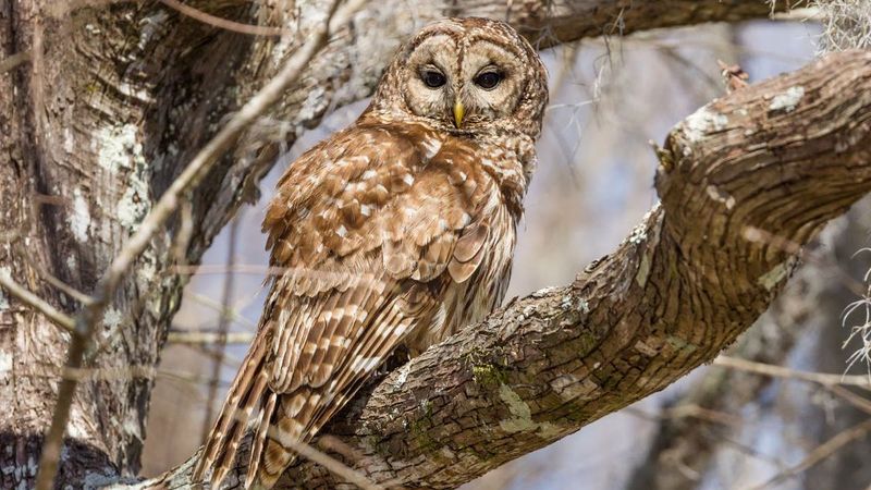 Owls are Wise