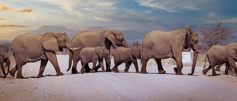 Elephants Never Forget