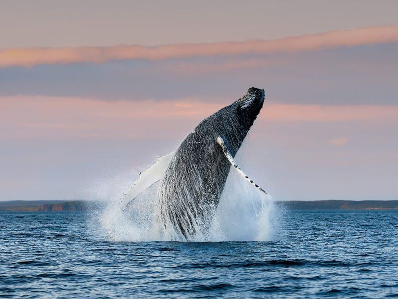 Whales