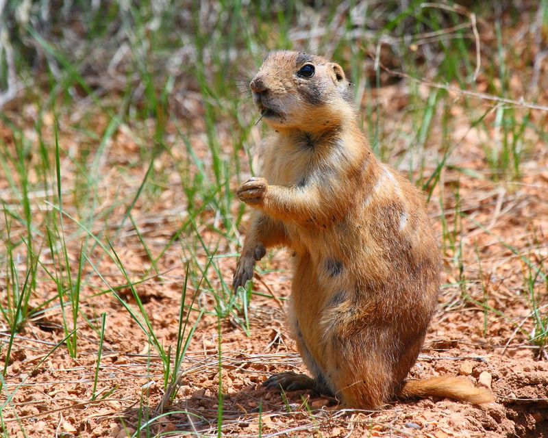 Utah Prairie Dog