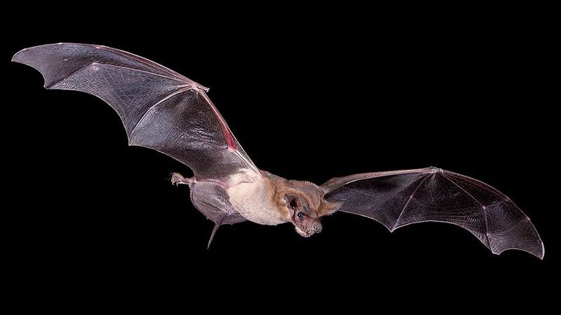 Mexican Free-tailed Bat
