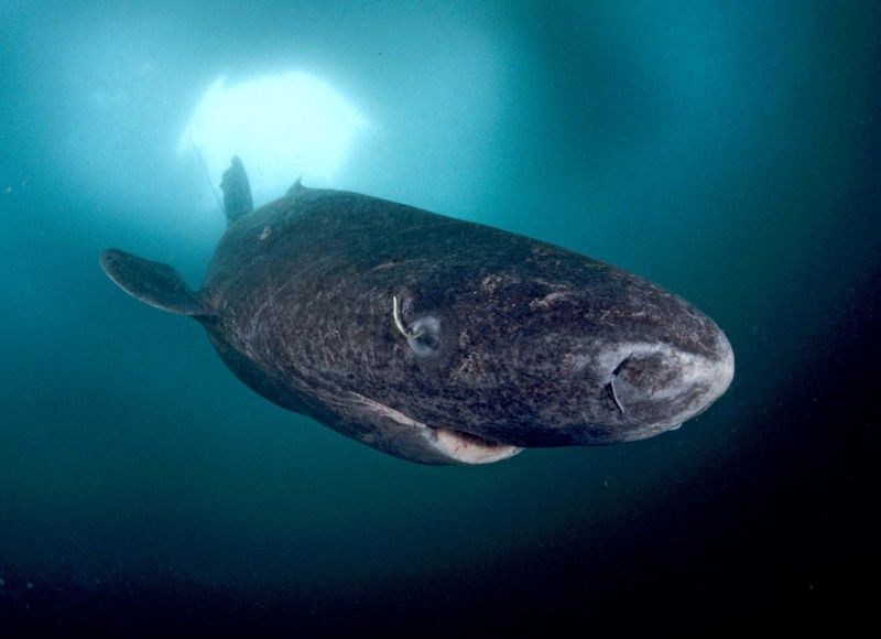Greenland Shark (Somniosus microcephalus)