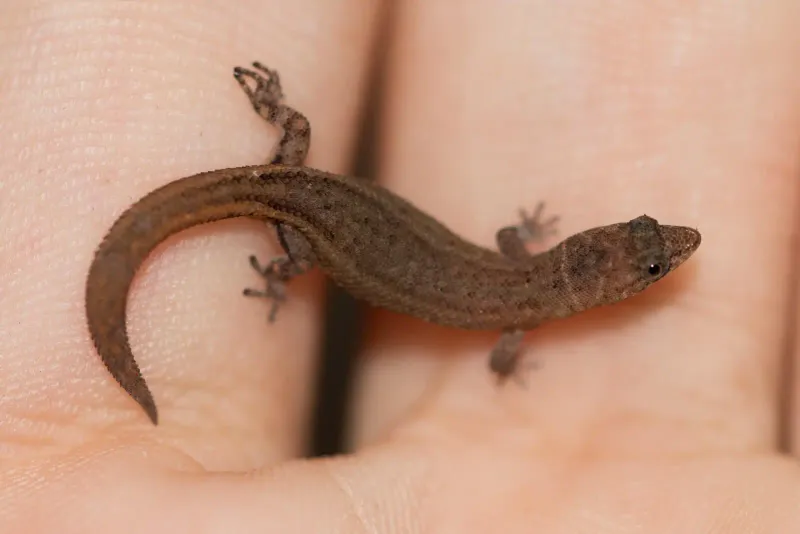 Dwarf Gecko (Sphaerodactylus ariasae)