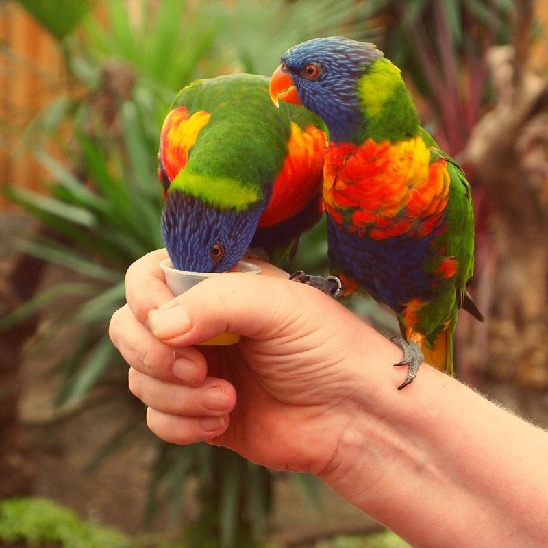 Rainbow Lorikeet