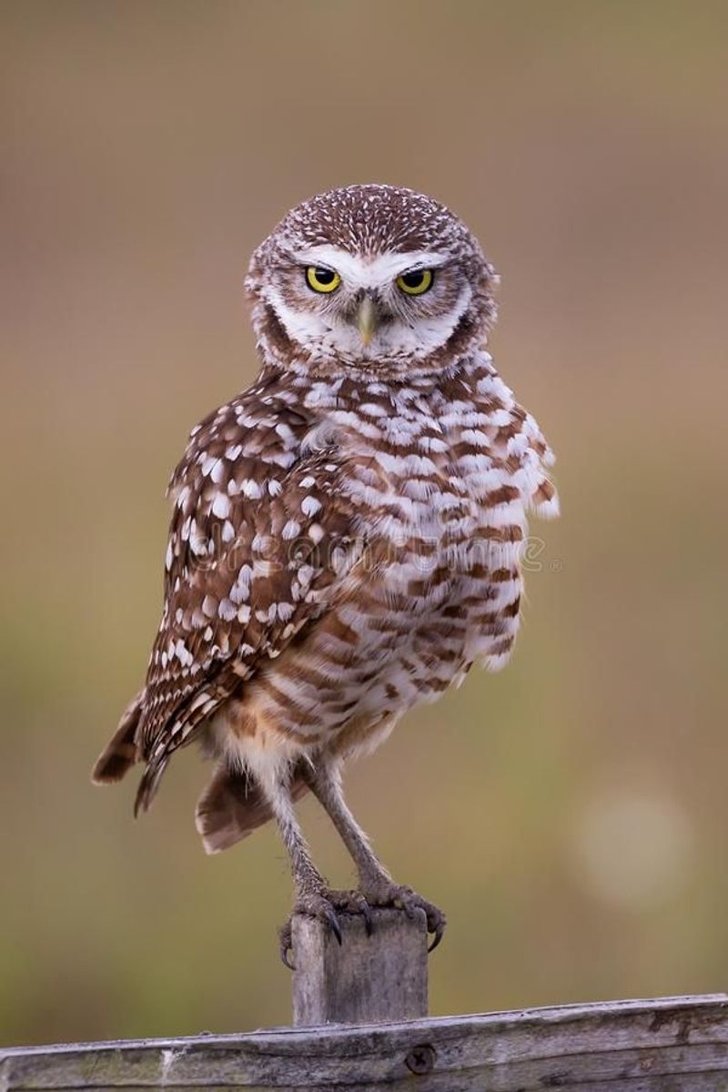 Burrowing Owl