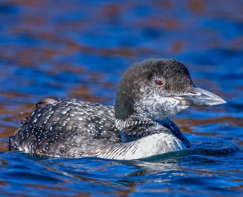 Common Loon