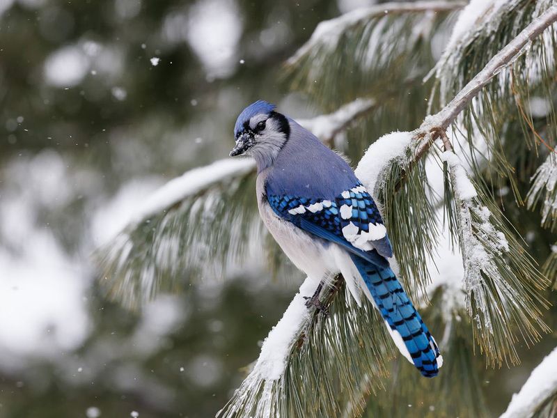 Blue Jay