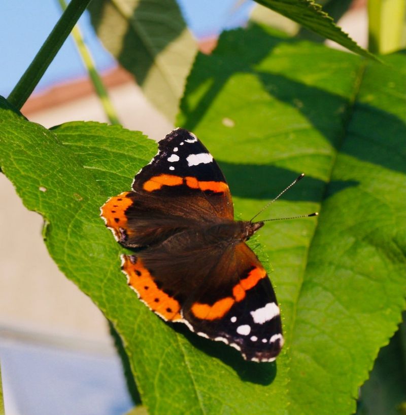 Red Admiral Butterfly