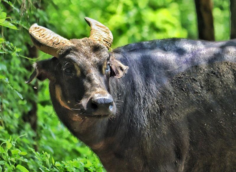 Tamaraw