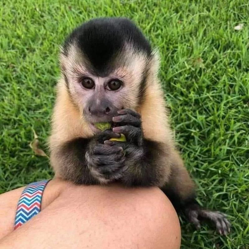 Capuchin Monkey
