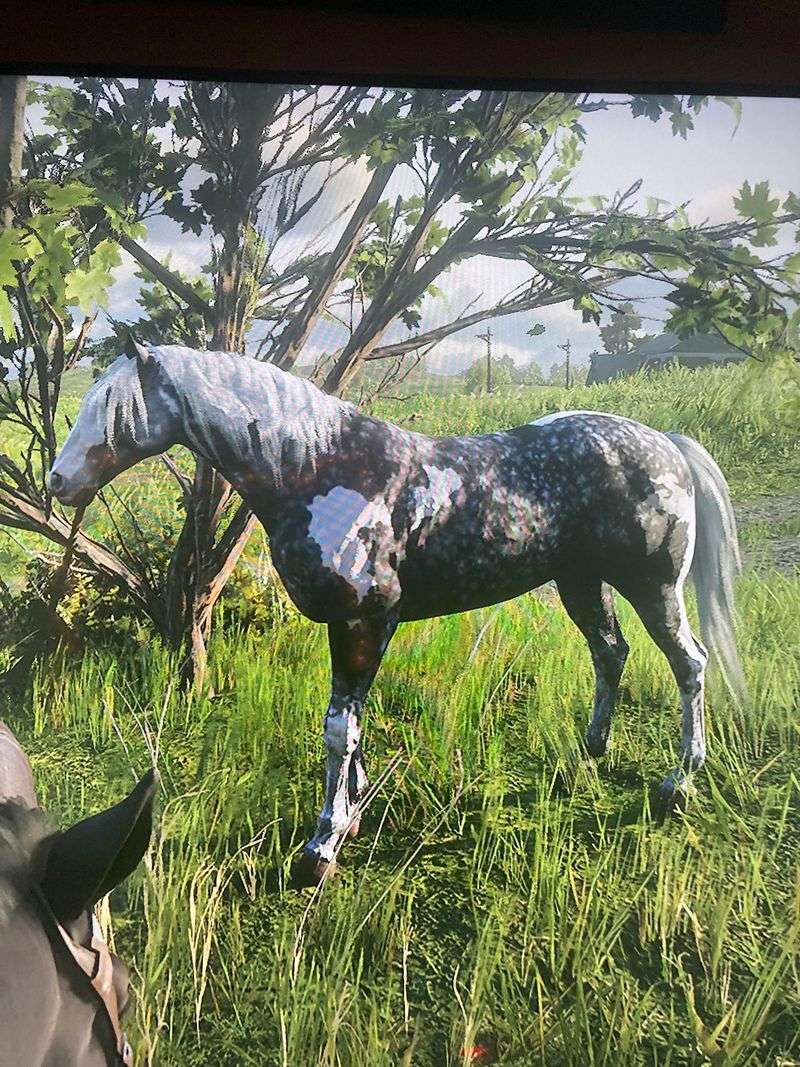 Silver Dapple