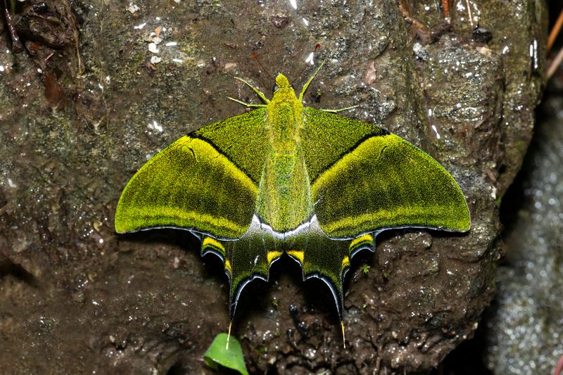 Teinopalpus imperialis