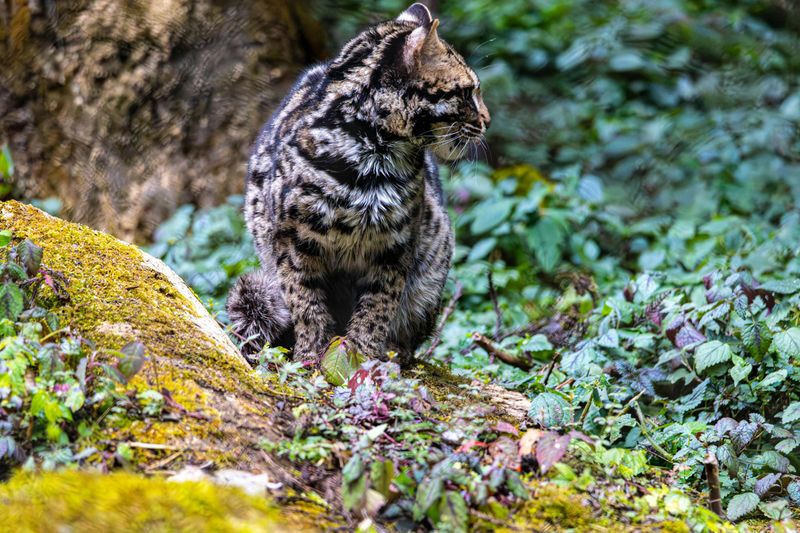 Iriomote Cat
