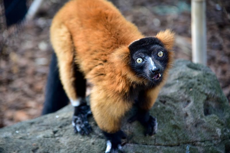 Red Ruffed Lemur