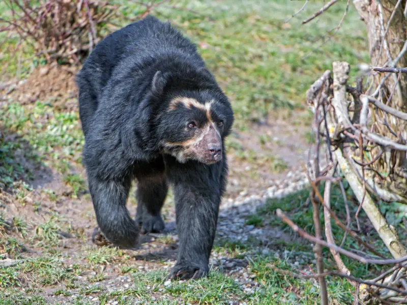 Spectacled Bear