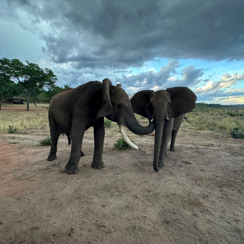 Elephant Trunk Hugs