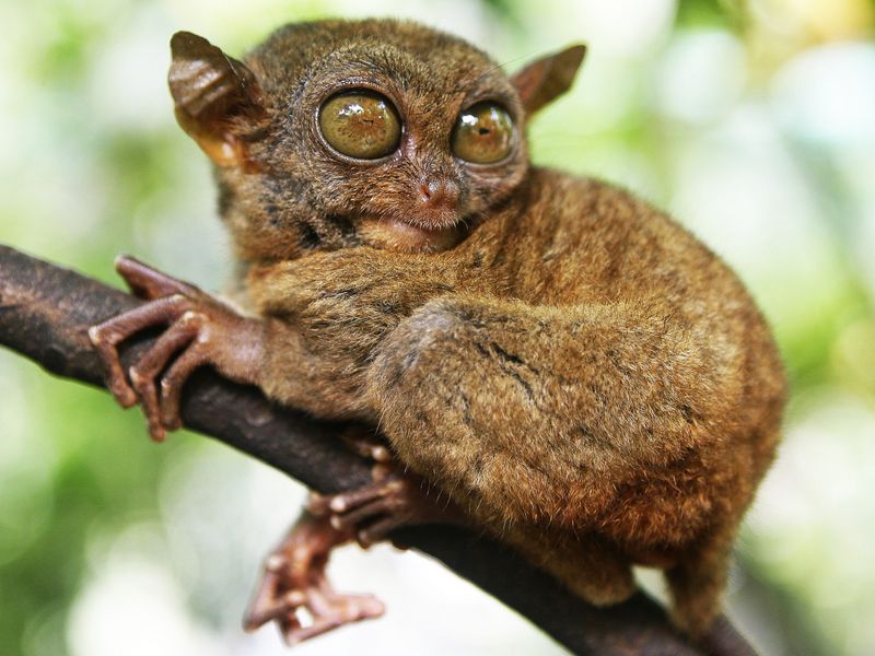Tarsier