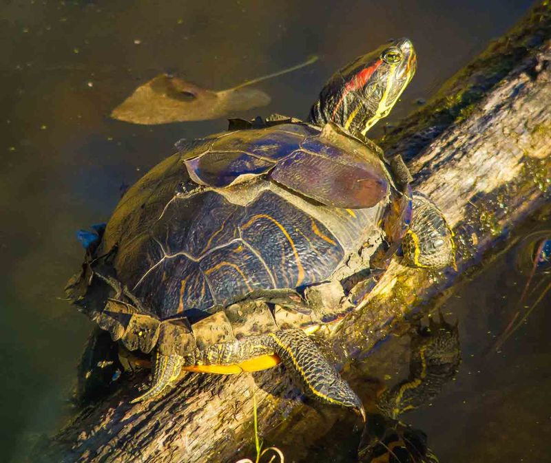 Turtle