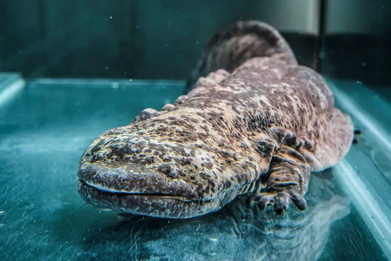 Giant Chinese Salamander